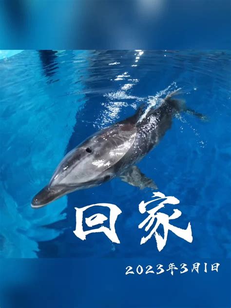鲸豚搁浅救助 2022年4月7日在昌江棋子湾救助的海豚，今天就要回归大海啦！@资源中国 @央视新闻-度小视