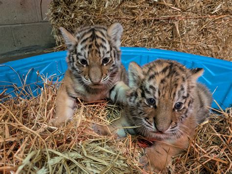 Amur Tiger Cubs, Marisa and Maks, Updates Here! - Como Zoo Conservatory
