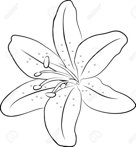 Lily Flower Drawing Simple at Lydia Christopher blog