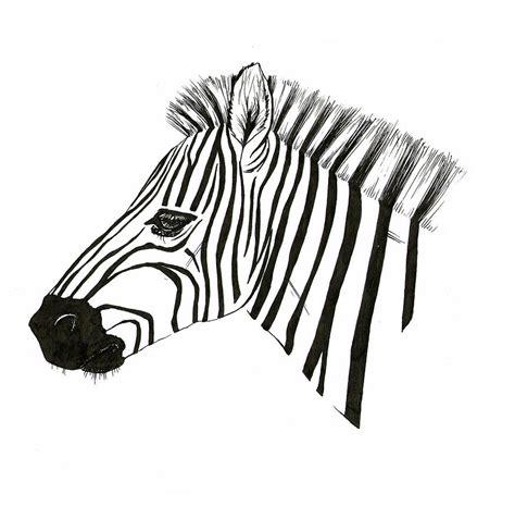 Image result for Zebra Face Drawing