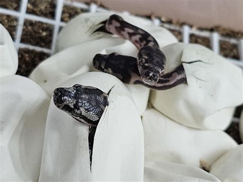 Image result for Baby Carpet Python Hatching