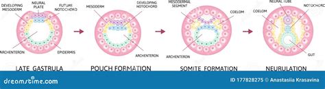Image result for Neurulation Process