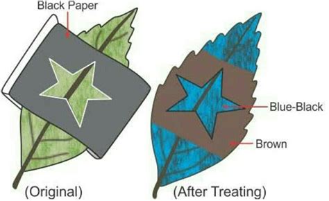 Prove that " sunlight is necessary to form starch in green plants" by ...