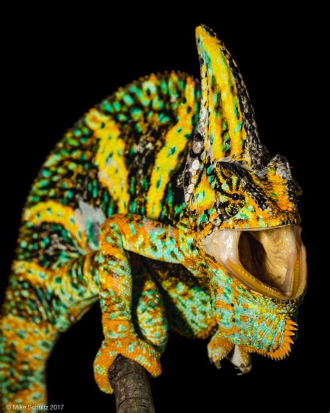Veiled Chameleon Care Guide | Outback Reptiles