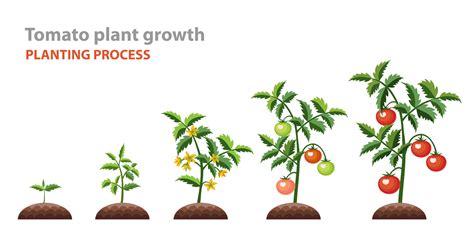 A Comprehensive Guide on Tomato Growth Stages - Green Garden Tribe