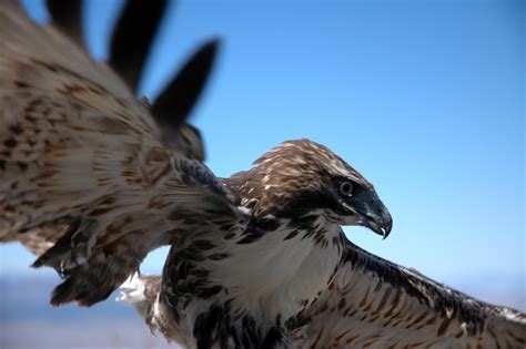 Image result for Hawk Predator Sounds