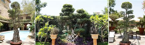 Bonsai | Della Luxury Projects & Products