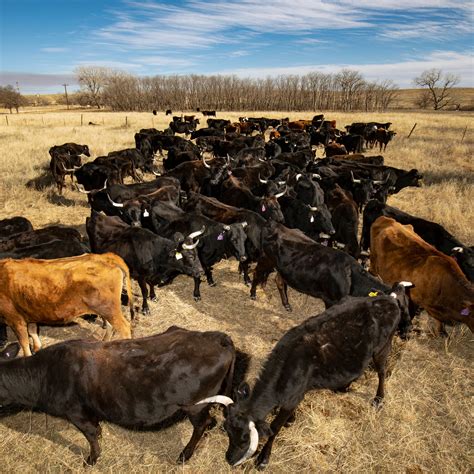 Different Types Of Beef Cattle
