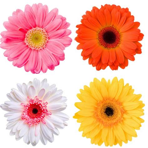Ultimate Guide to Gerbera Daisies (Meaning & Symbolism) - Petal Republic