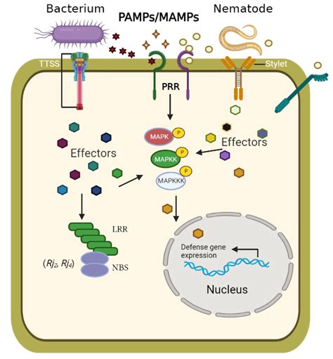 Effector-Dependent and -Independent Molecular Mechanisms of Soybean–Microbe Interaction