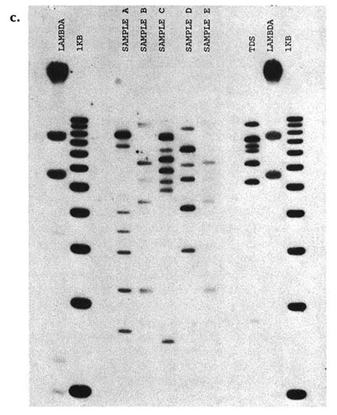 Image result for DNA Fingerprinting Lab Worksheet Printable