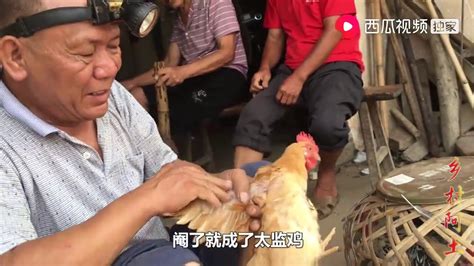 乡村阿土：实拍广东农村老师傅阉鸡，这技术1小时能挣400多，牛不牛自己看 - YouTube