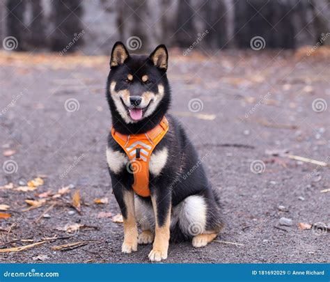 Shiba Inu Black And Tan