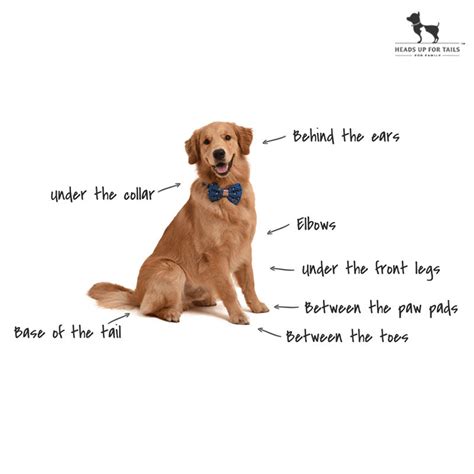 Tackle Ticks & Fleas: How to Get rid of Dog Ticks & Fleas