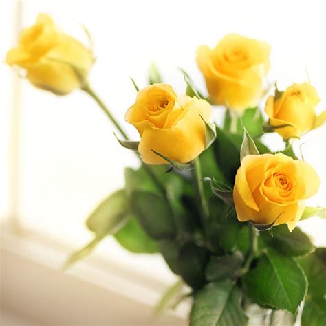 The Significance Of Yellow Roses at Tia Curtis blog