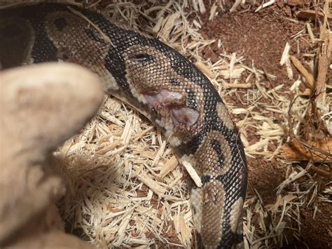 Sick Ball Python 的图像结果