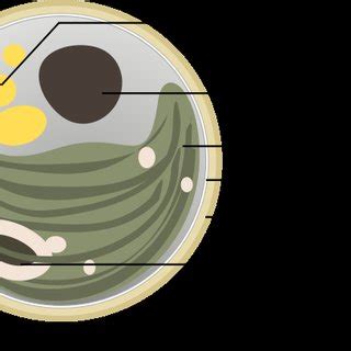 Image result for Reproduction of Chlorella