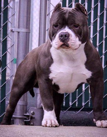 Big Pun - Bully Breed Photos - This Is Bully