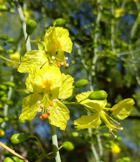 Blue Palo Verde – What's Blooming
