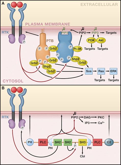 Image result for RTK Pathway Steps