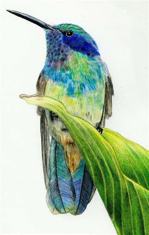 color pencil drawing materials