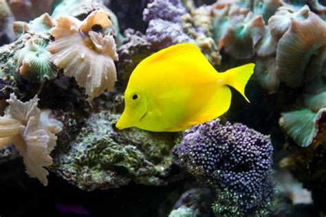 Image result for Fish Shell Scripting