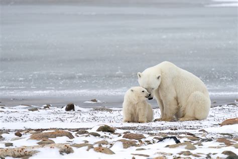 This is how much climate change has impacted polar bear populations ...