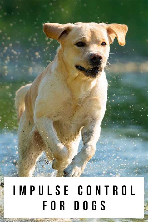 Impulse Control Exercises for Dogs 的图像结果