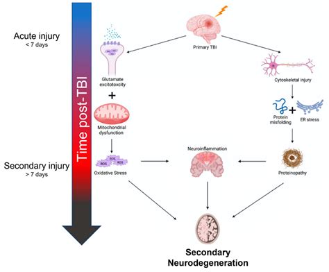 Traumatic Brain Injury and Secondary Neurodegenerative Disease