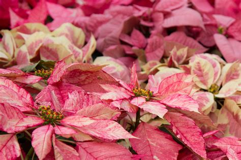 Exactly How to Care for Poinsettias, According to Gardening Experts