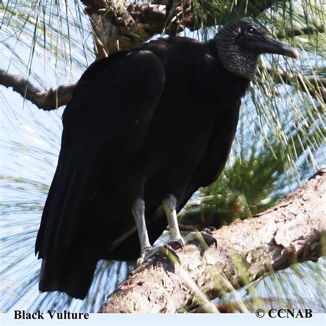 Black Vulture - North American Birds - Birds of North America - species of vultures in north america