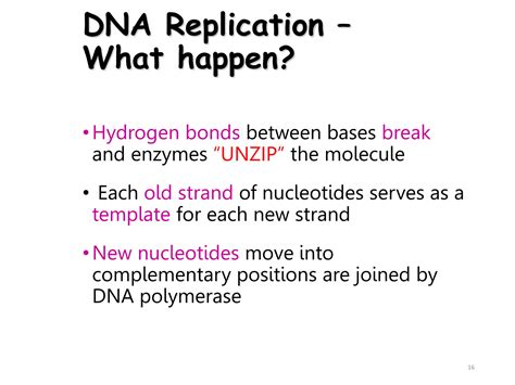 DNA Replication and DNA Repair Mechanism | PPTX