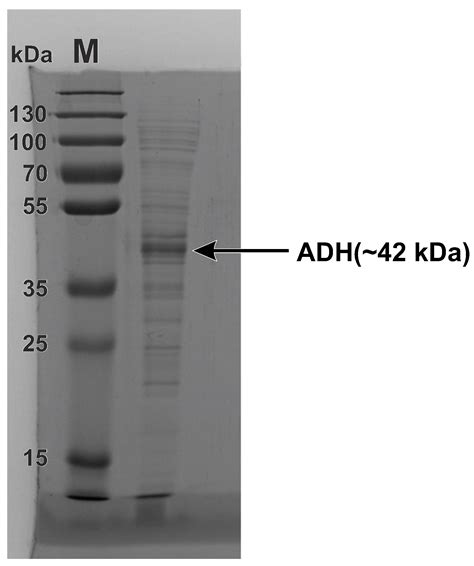 Two-Photon Excited Fluorescence of NADH-Alcohol Dehydrogenase Complex ...
