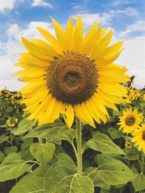 Helianthus annuus, Common Sunflower — Horticulture Is Awesome!