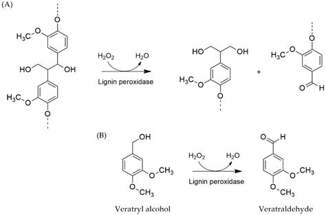 Cultivation of Mushrooms and Their Lignocellulolytic Enzyme Production ...