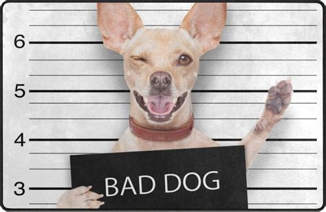 Dreamtimes Lightweight Soft Area Rugs 31x20 Inch, Cute Bad Dog Floor ...