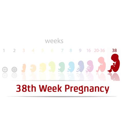 5 Stages Of Pregnancy: Month-By-Month Development & Changes