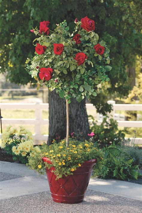 How to Grow Patio Roses in Containers | Rose trees, Container roses ...