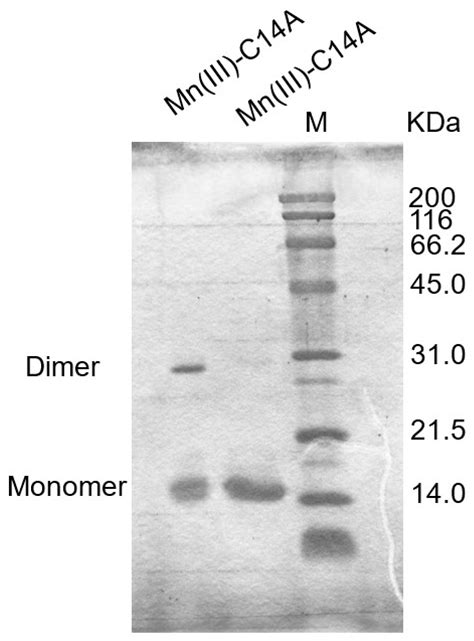 Radical Mediated Rapid In Vitro Formation of c-Type Cytochrome