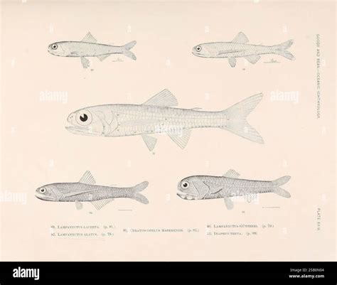 Oceanic ichthyology, v.22 atlas, Cambridge, U.S.A, 1896, Atlantic Ocean ...