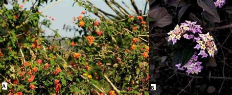 One of world’s worst invasive species is slowly taking over tiger ...