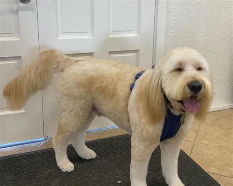 Clean Cut Grooming Drop-In Nails & Glands, 930 Shiloh Road bldg. 41 ...