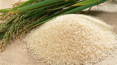 China approves U.S. rice imports - CGTN