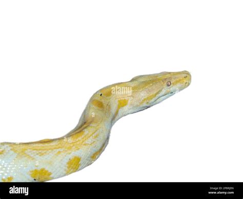 Image result for Ajgar Python