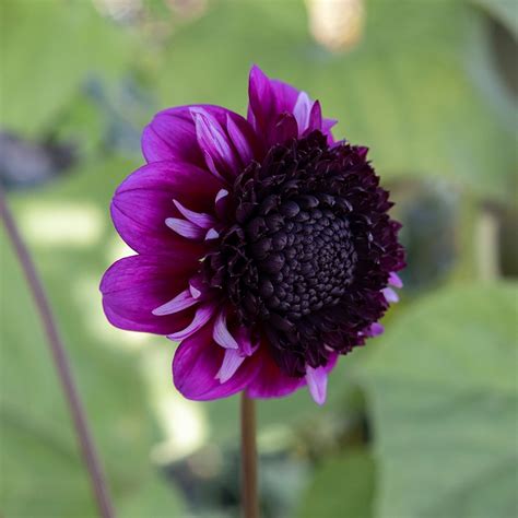 Buy anemone-flowered dahlia Dahlia 'Missis Amy': Delivery by Waitrose ...