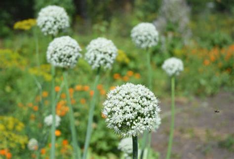 A Guide to Preventing Bolting in Your Summer Garden – AllThatGrows