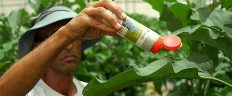 Ein Ersatz für chemische Pestizide | Israel Zwischenzeilen Magazin ...