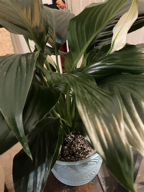 Peace Lily soil : r/GardeningIndoors