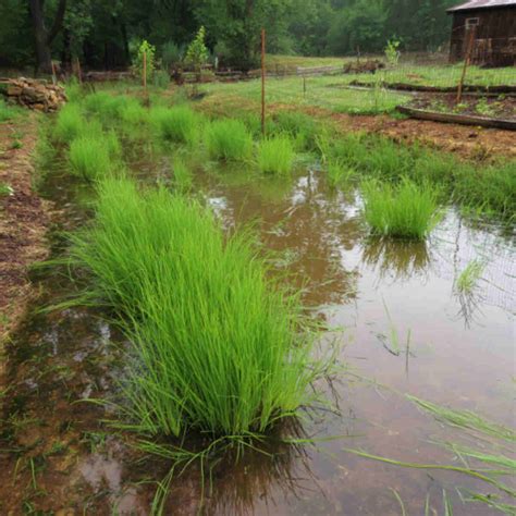 19 Growing Grains at Home Ideas (No Big Yard Needed)