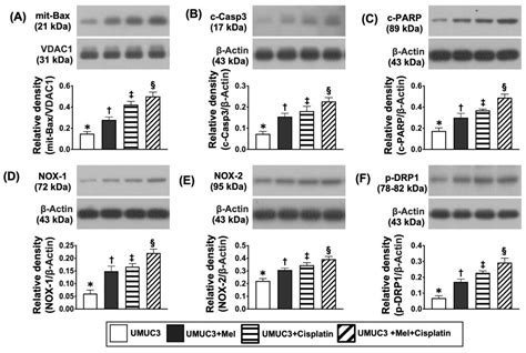 Melatonin-Assisted Cisplatin Suppresses Urinary Bladder Cancer Cell ...